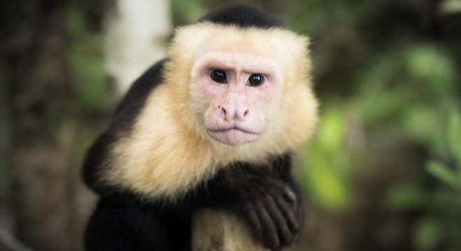 Espcies como macacos-prego podem diferenciar o certo do errado
