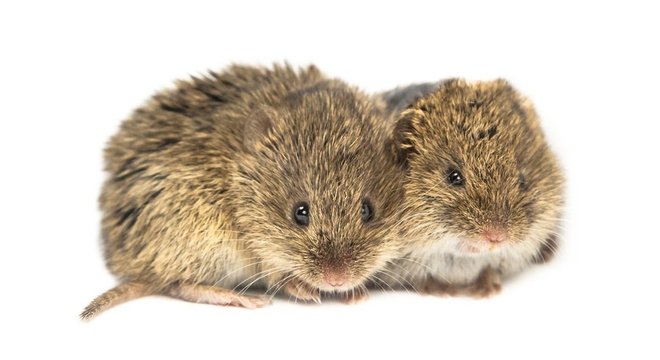 Ratos assim como golfinhos ces e elefantes entre outros so capazes de confortar um parceiro que est sofrendo